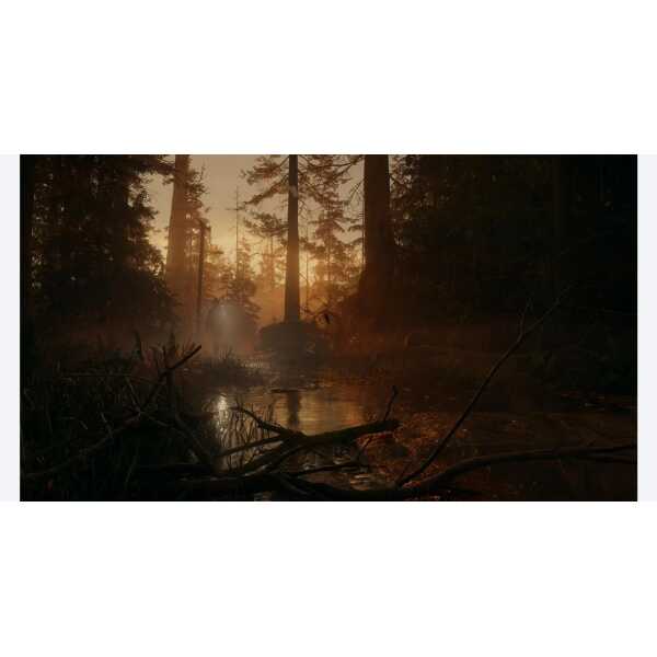 Serene forest stream at sunset with tall trees and misty atmosphere.