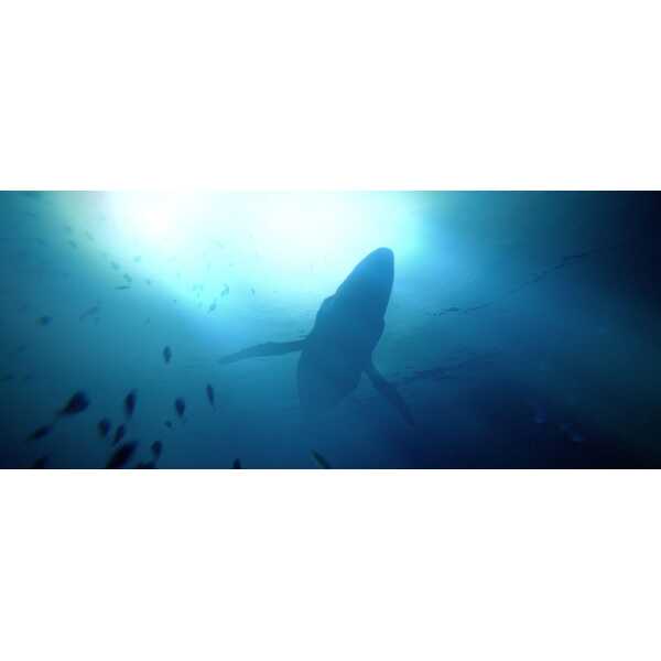 Underwater scene with a whale swimming in deep blue ocean.