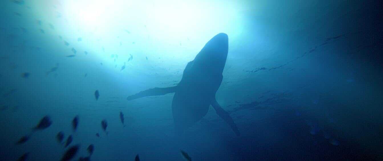 Underwater scene with a whale swimming in deep blue ocean.