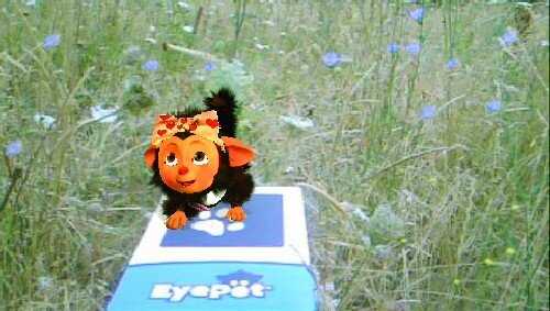EyePet toy in a grassy field with small blue flowers, outdoor setting.